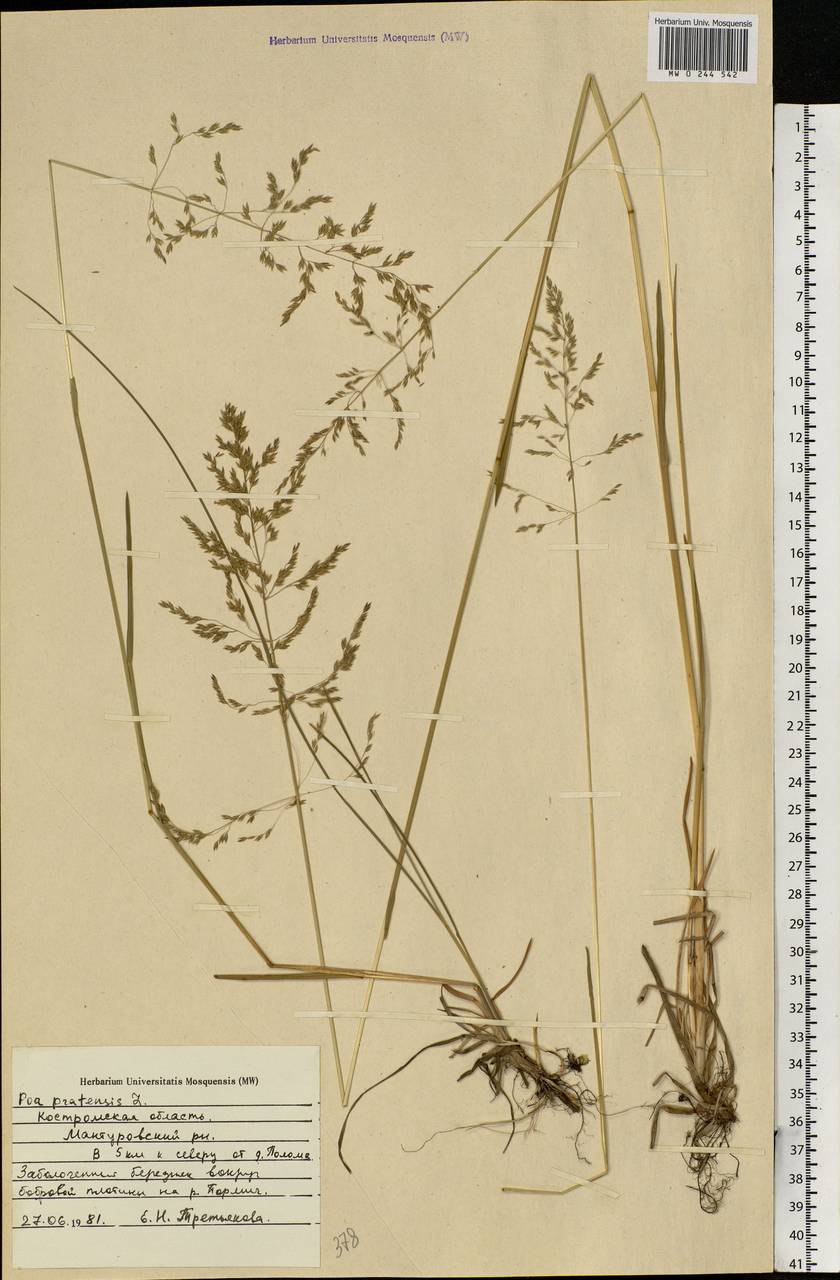 Poa pratensis L., Eastern Europe, Central forest region (E5) (Russia)