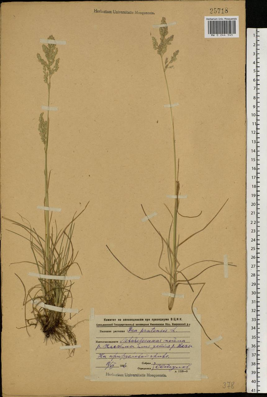 Poa pratensis L., Eastern Europe, Central forest region (E5) (Russia)