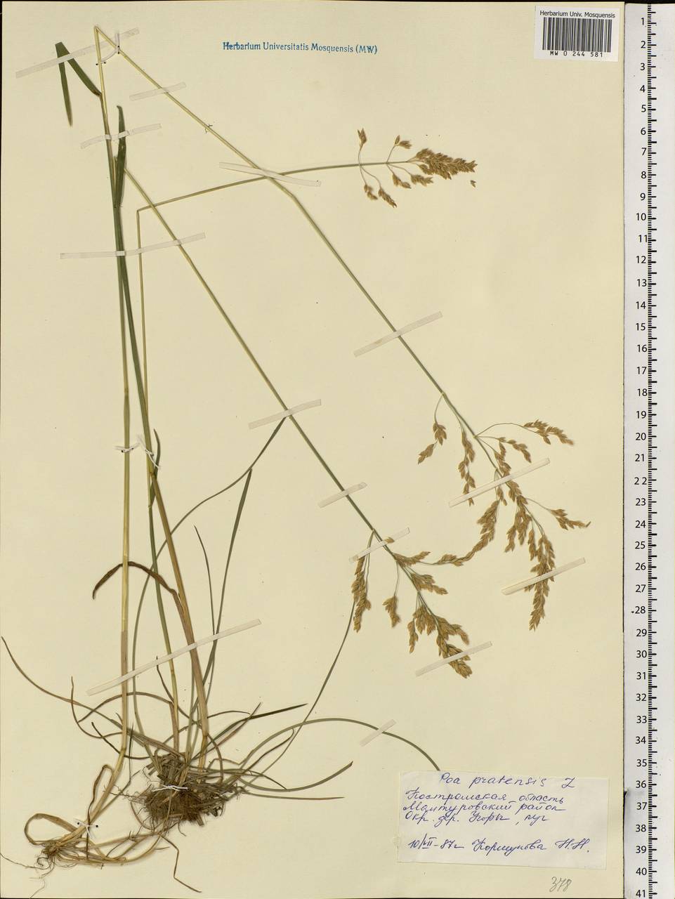 Poa pratensis L., Eastern Europe, Central forest region (E5) (Russia)