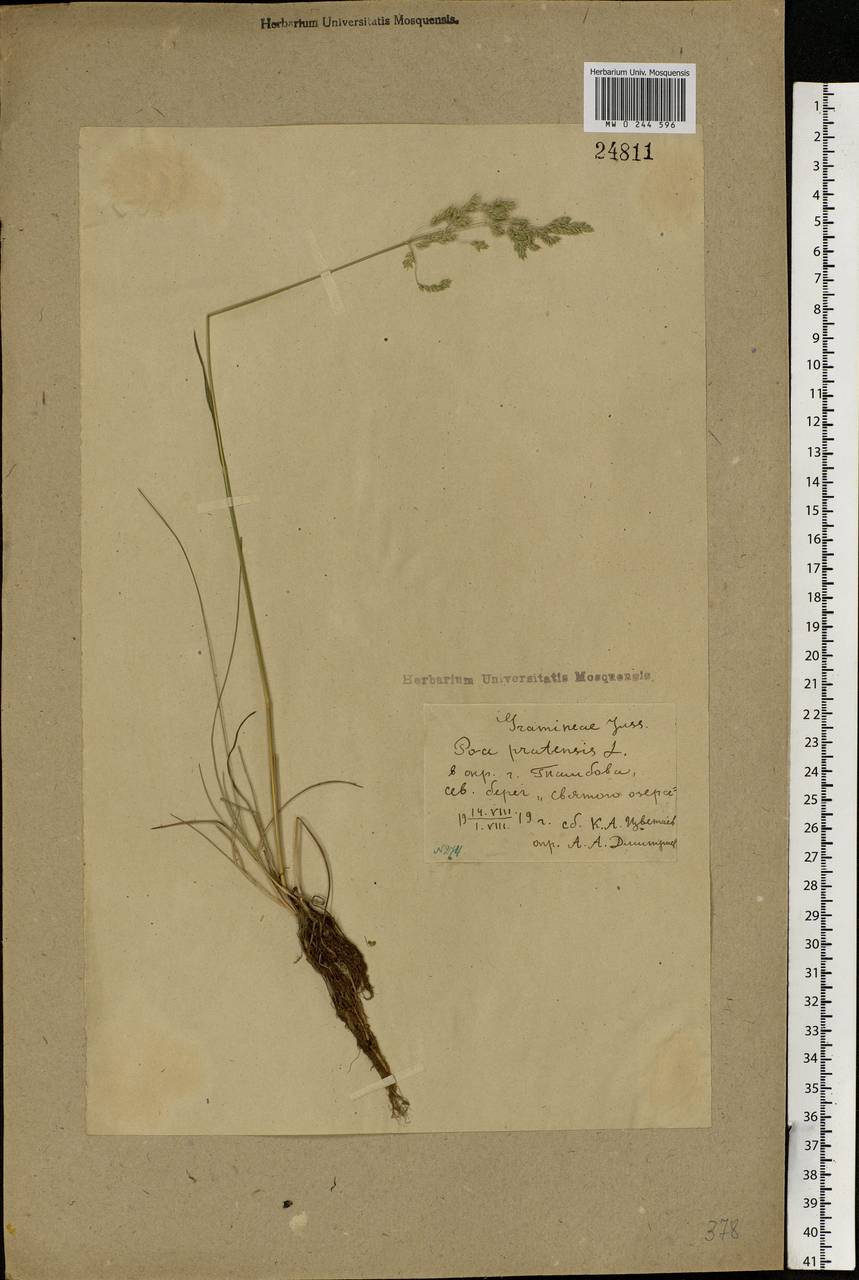 Poa pratensis L., Eastern Europe, Central forest-and-steppe region (E6) (Russia)