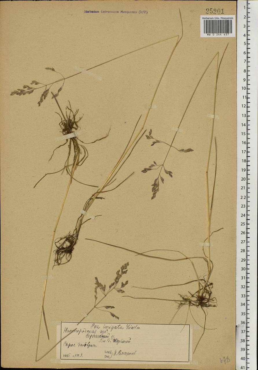Poa pratensis L., Eastern Europe, Volga-Kama region (E7) (Russia)