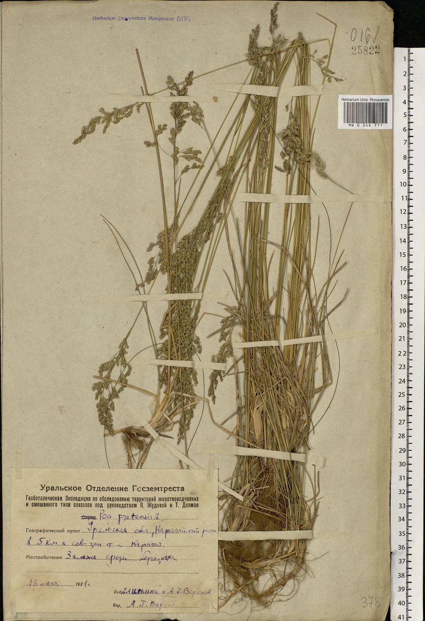 Poa pratensis L., Eastern Europe, Eastern region (E10) (Russia)