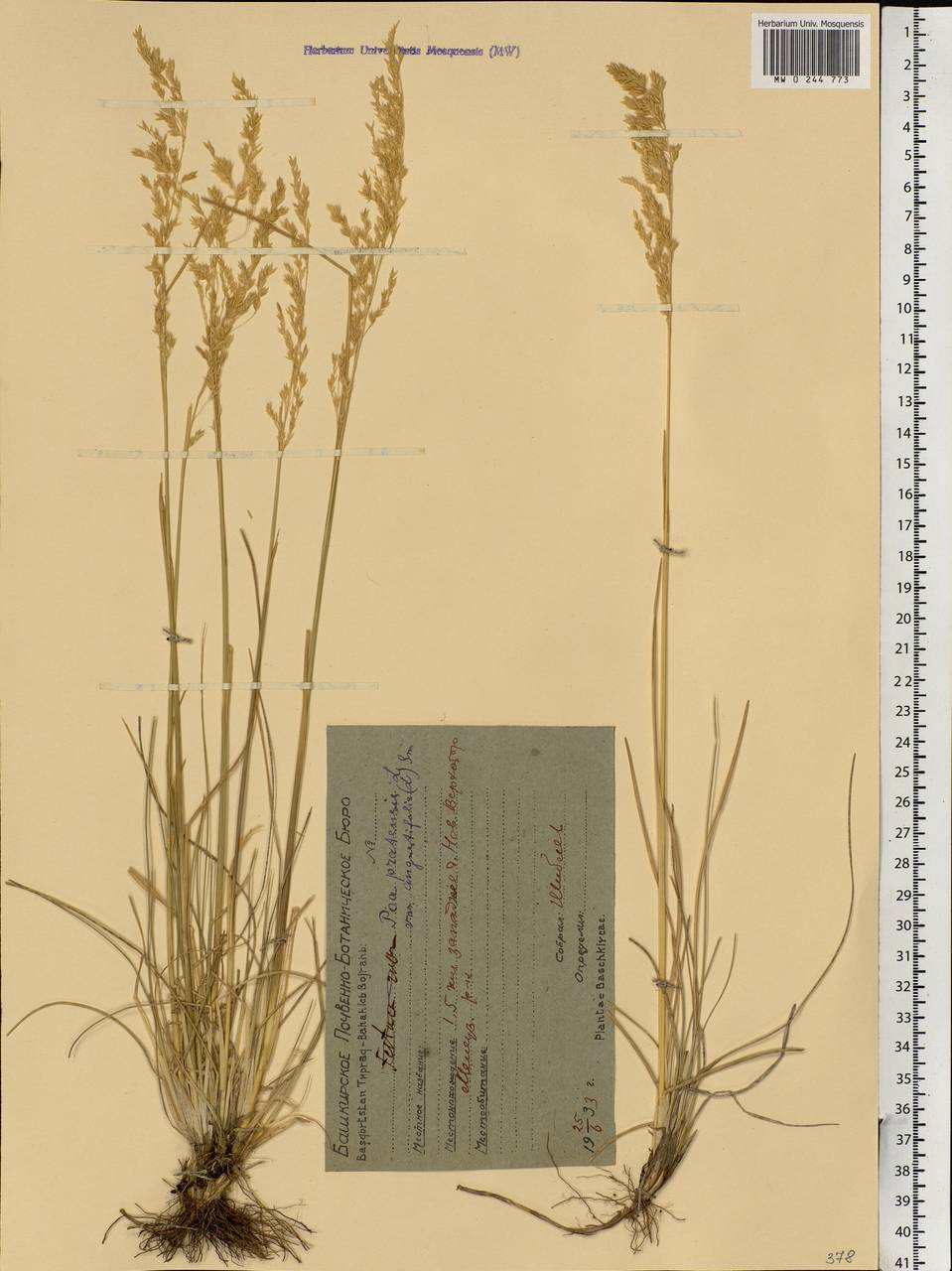 Poa pratensis L., Eastern Europe, Eastern region (E10) (Russia)