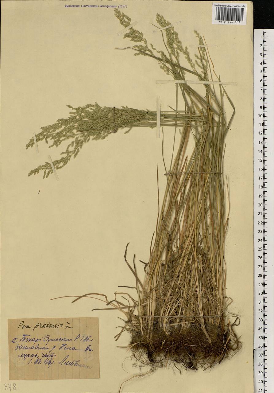 Poa pratensis L., Eastern Europe, North Ukrainian region (E11) (Ukraine)