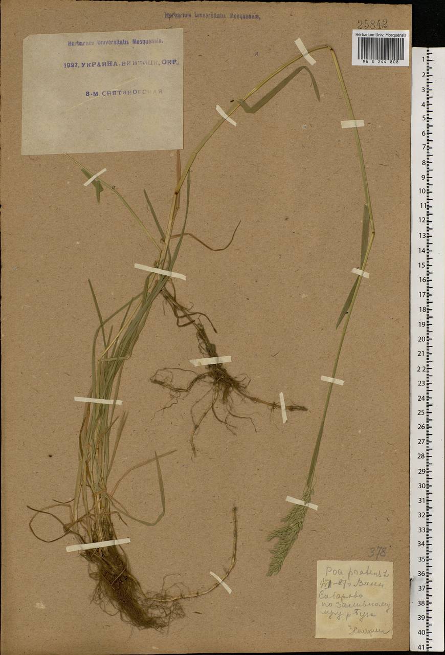 Poa pratensis L., Eastern Europe, South Ukrainian region (E12) (Ukraine)