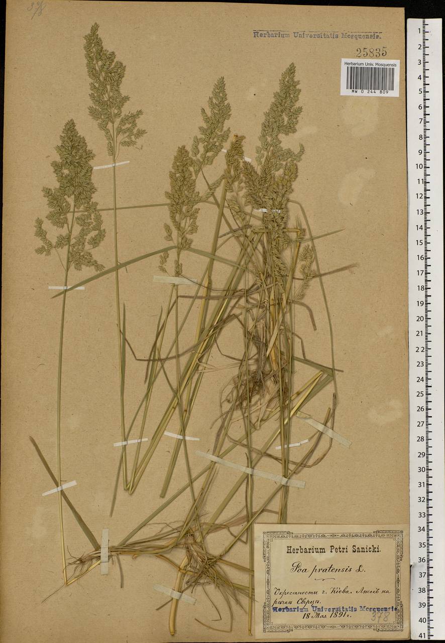 Poa pratensis L., Eastern Europe, North Ukrainian region (E11) (Ukraine)
