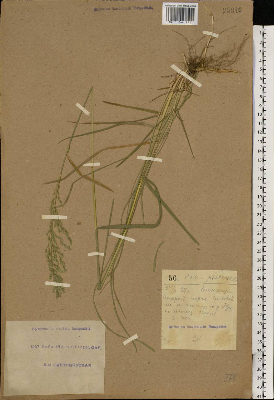 Poa pratensis L., Eastern Europe, South Ukrainian region (E12) (Ukraine)