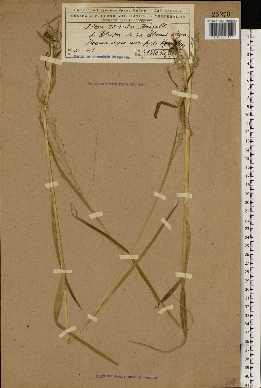 Poa remota Forselles, Eastern Europe, Northern region (E1) (Russia)