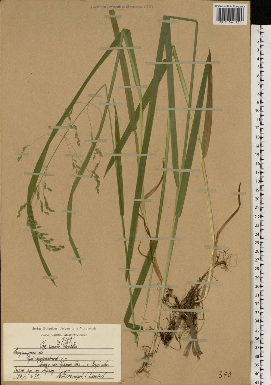Poa remota Forselles, Eastern Europe, Central region (E4) (Russia)