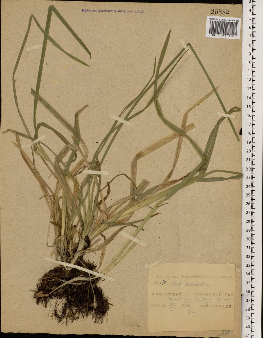 Poa remota Forselles, Eastern Europe, Central region (E4) (Russia)