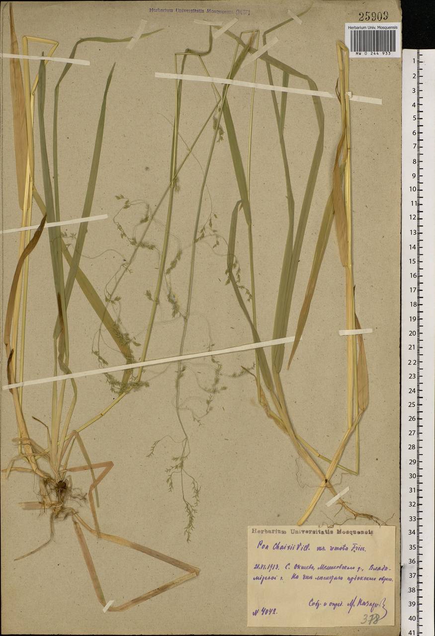 Poa remota Forselles, Eastern Europe, Central region (E4) (Russia)