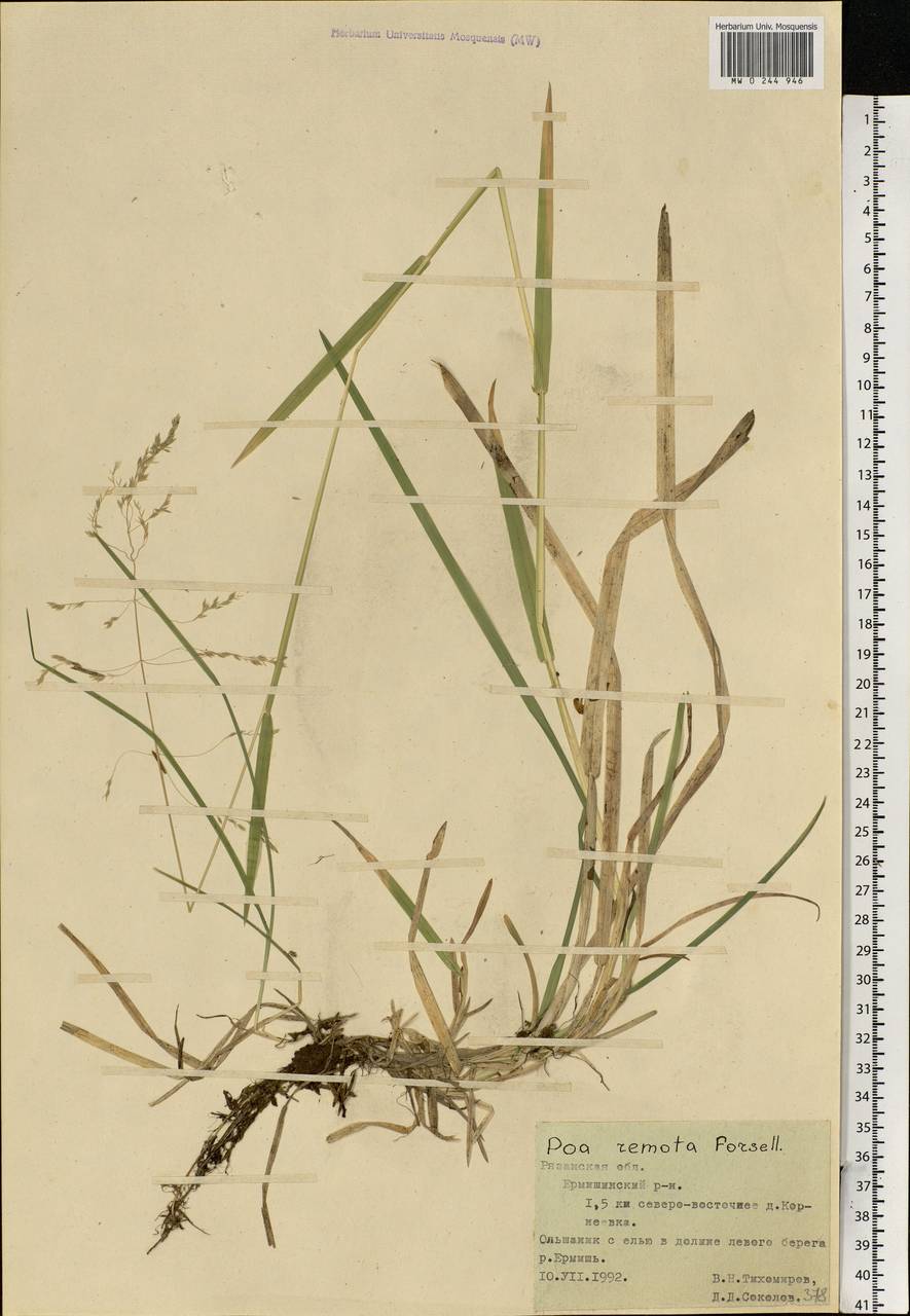Poa remota Forselles, Eastern Europe, Central region (E4) (Russia)
