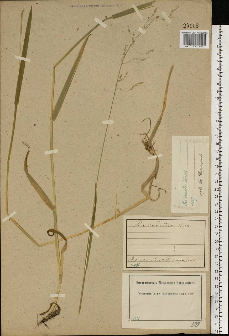 Poa remota Forselles, Eastern Europe, Central forest region (E5) (Russia)
