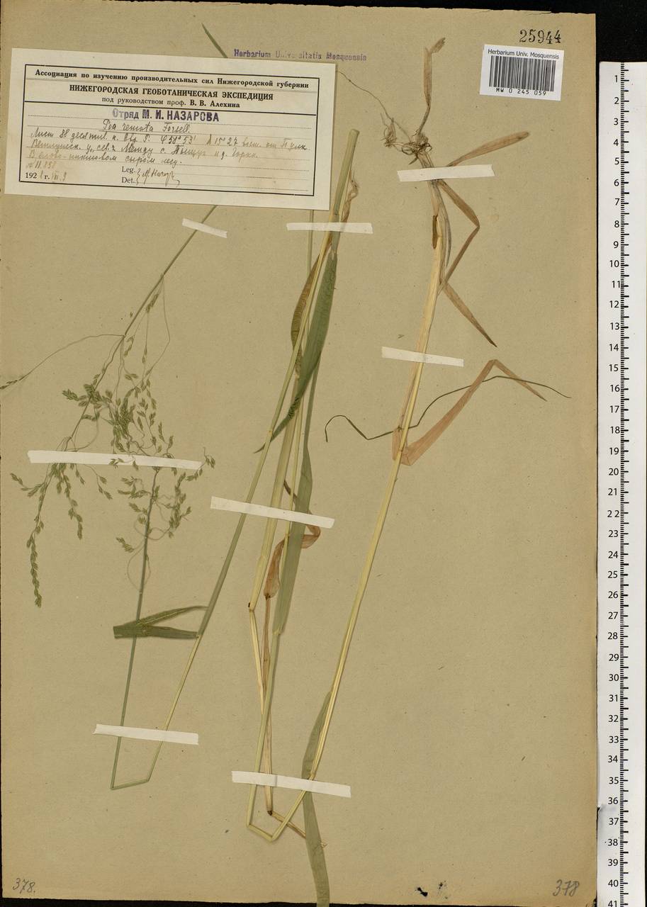 Poa remota Forselles, Eastern Europe, Central forest region (E5) (Russia)