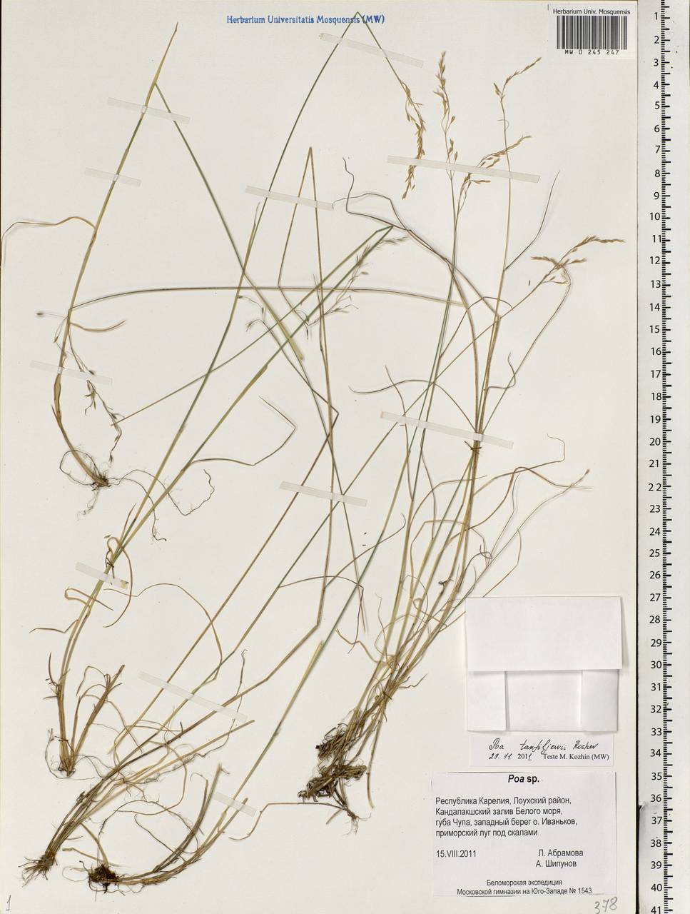 Poa tanfiljewii Roshev., Eastern Europe, Northern region (E1) (Russia)