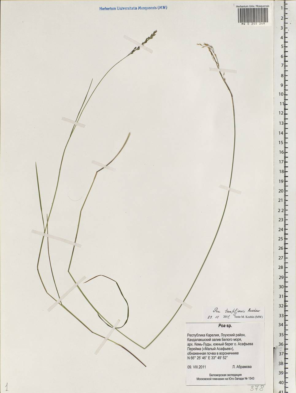 Poa tanfiljewii Roshev., Eastern Europe, Northern region (E1) (Russia)