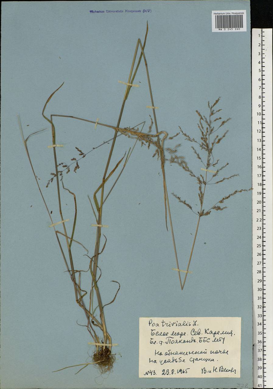 Poa trivialis L., Eastern Europe, Northern region (E1) (Russia)