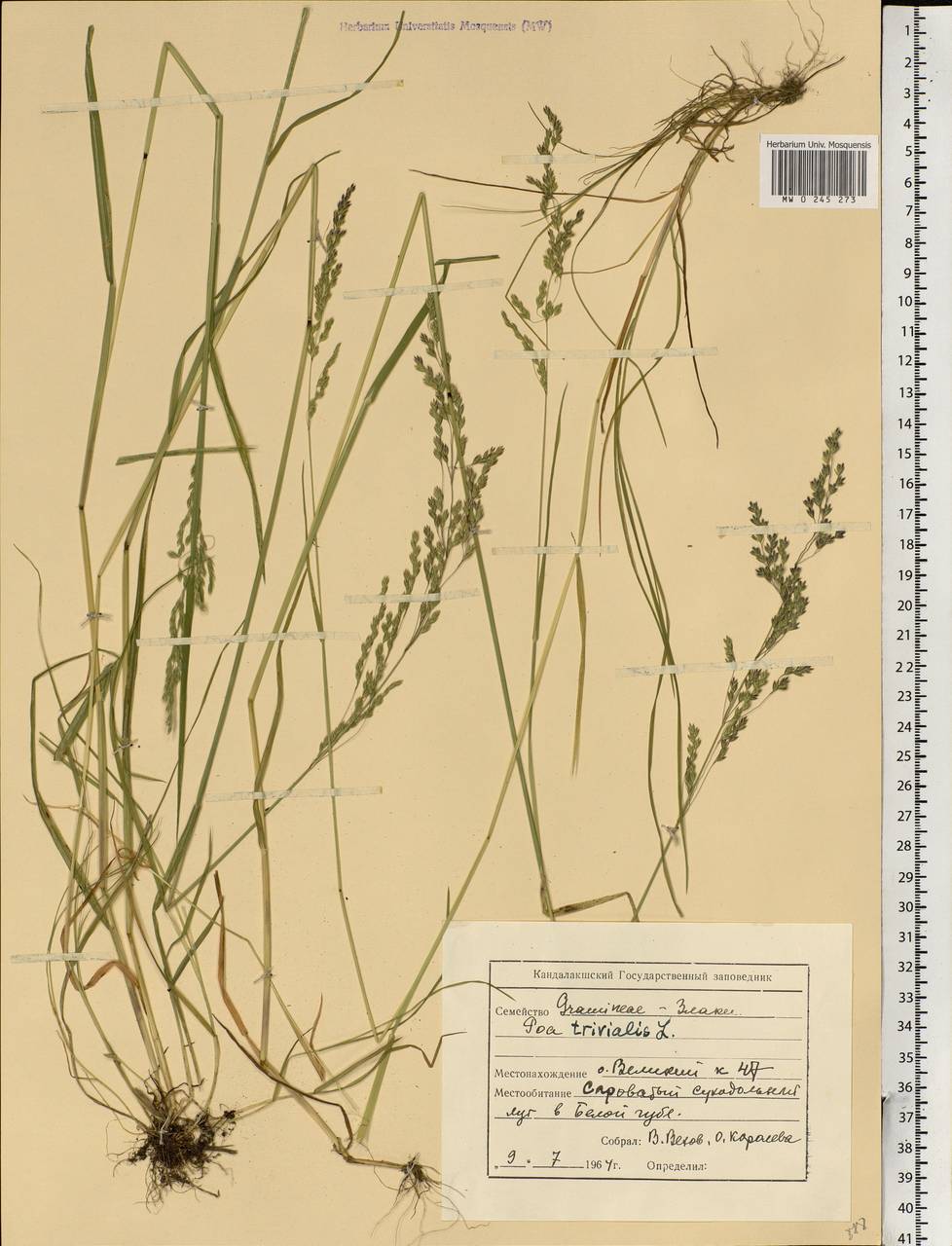 Poa trivialis L., Eastern Europe, Northern region (E1) (Russia)