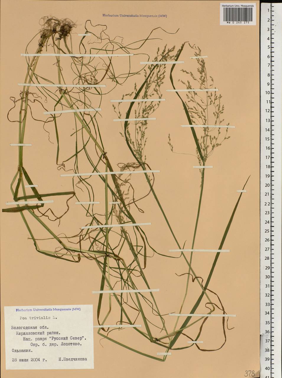 Poa trivialis L., Eastern Europe, Northern region (E1) (Russia)