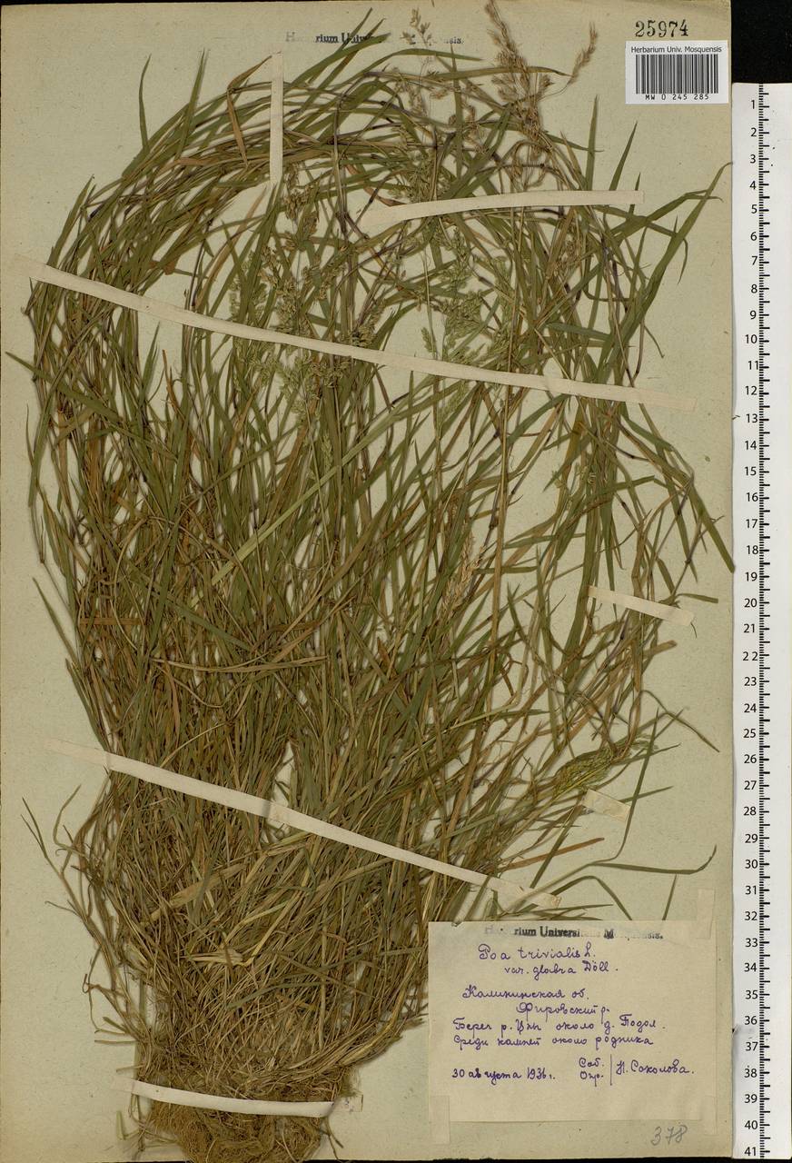 Poa trivialis L., Eastern Europe, North-Western region (E2) (Russia)