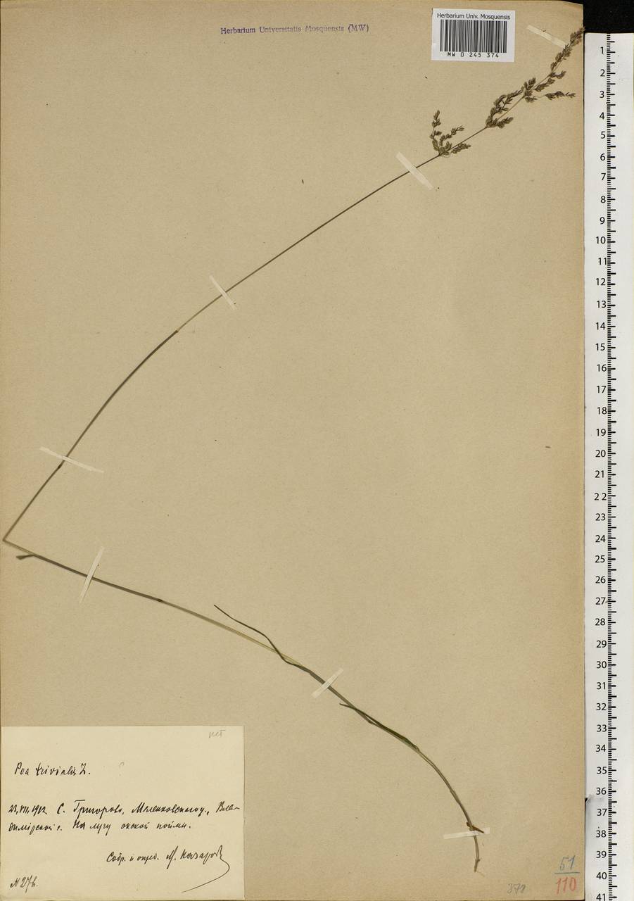 Poa trivialis L., Eastern Europe, Central region (E4) (Russia)