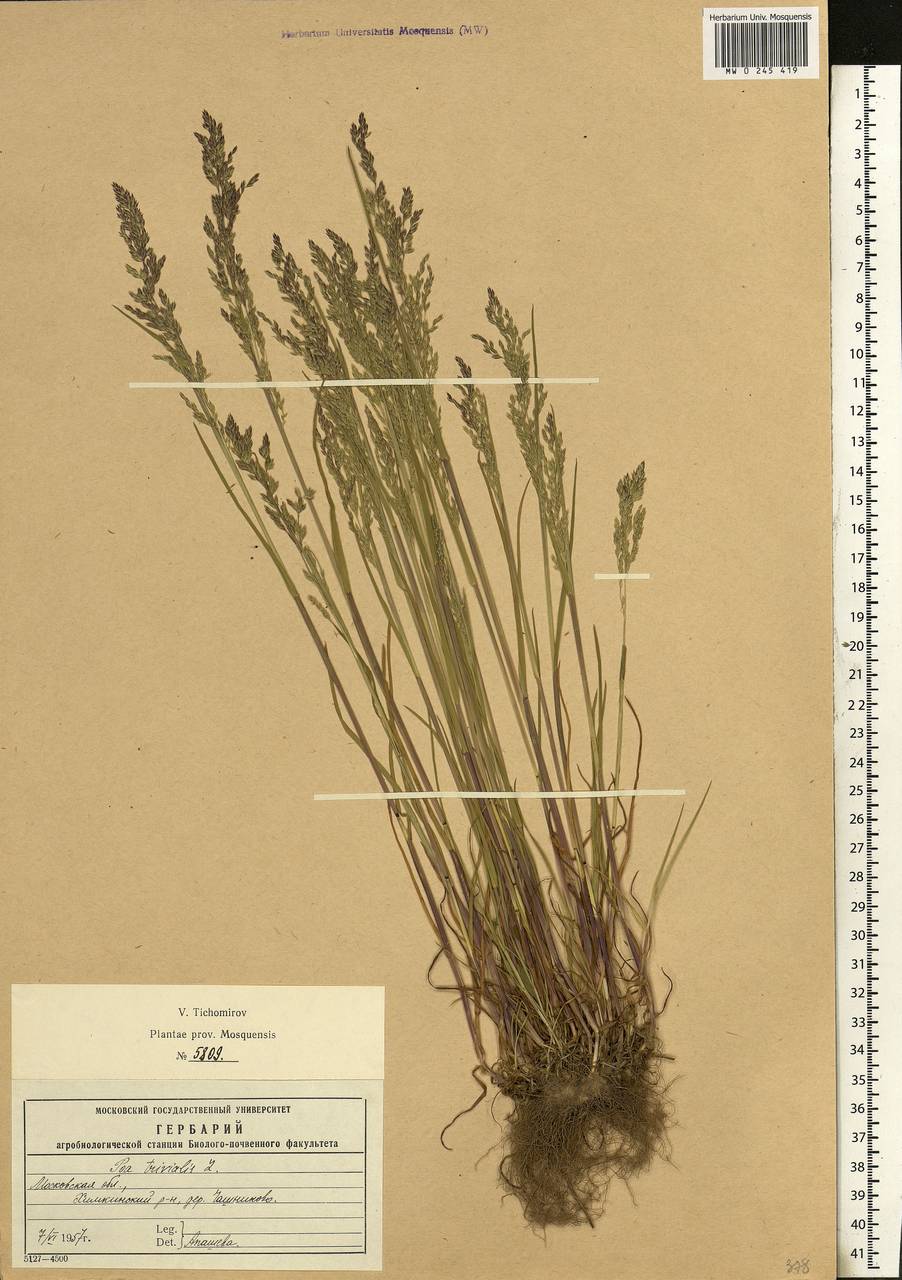 Poa trivialis L., Eastern Europe, Moscow region (E4a) (Russia)