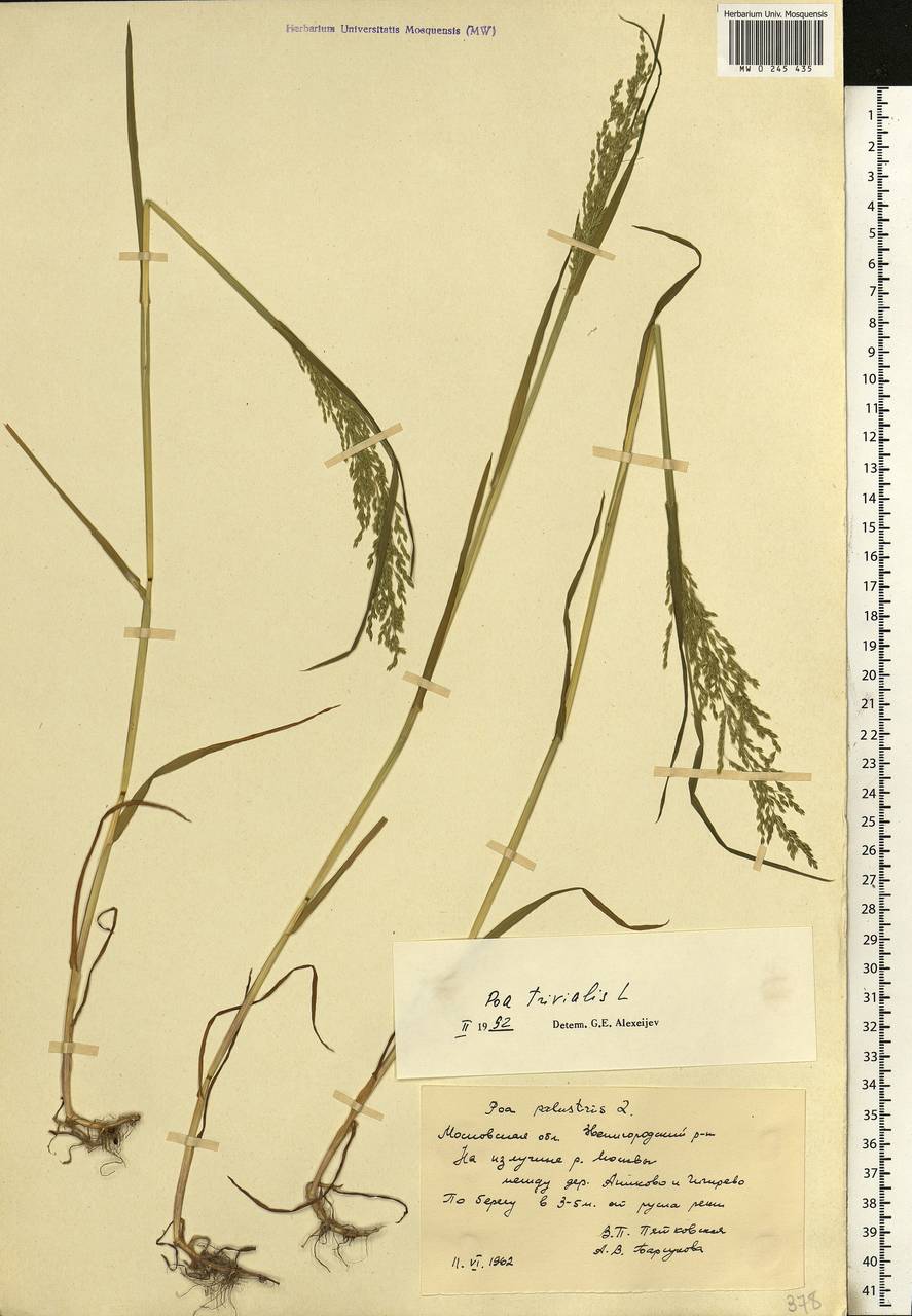 Poa trivialis L., Eastern Europe, Moscow region (E4a) (Russia)