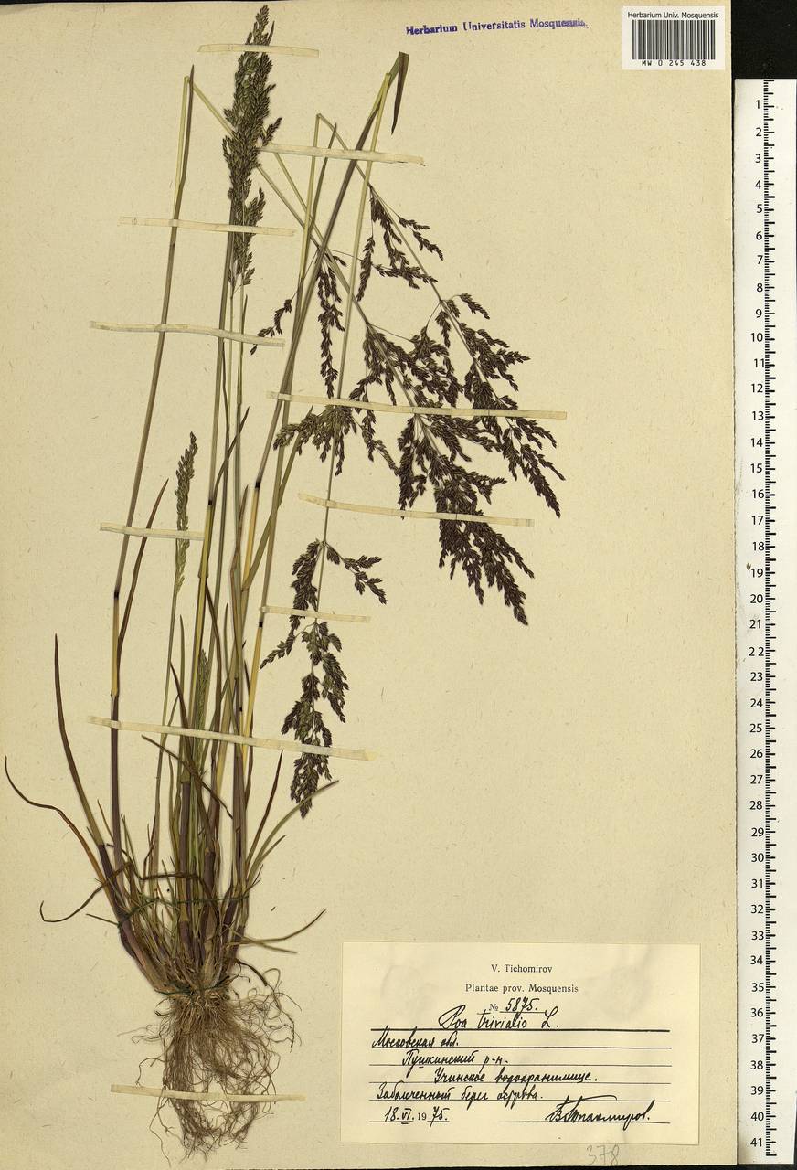 Poa trivialis L., Eastern Europe, Moscow region (E4a) (Russia)