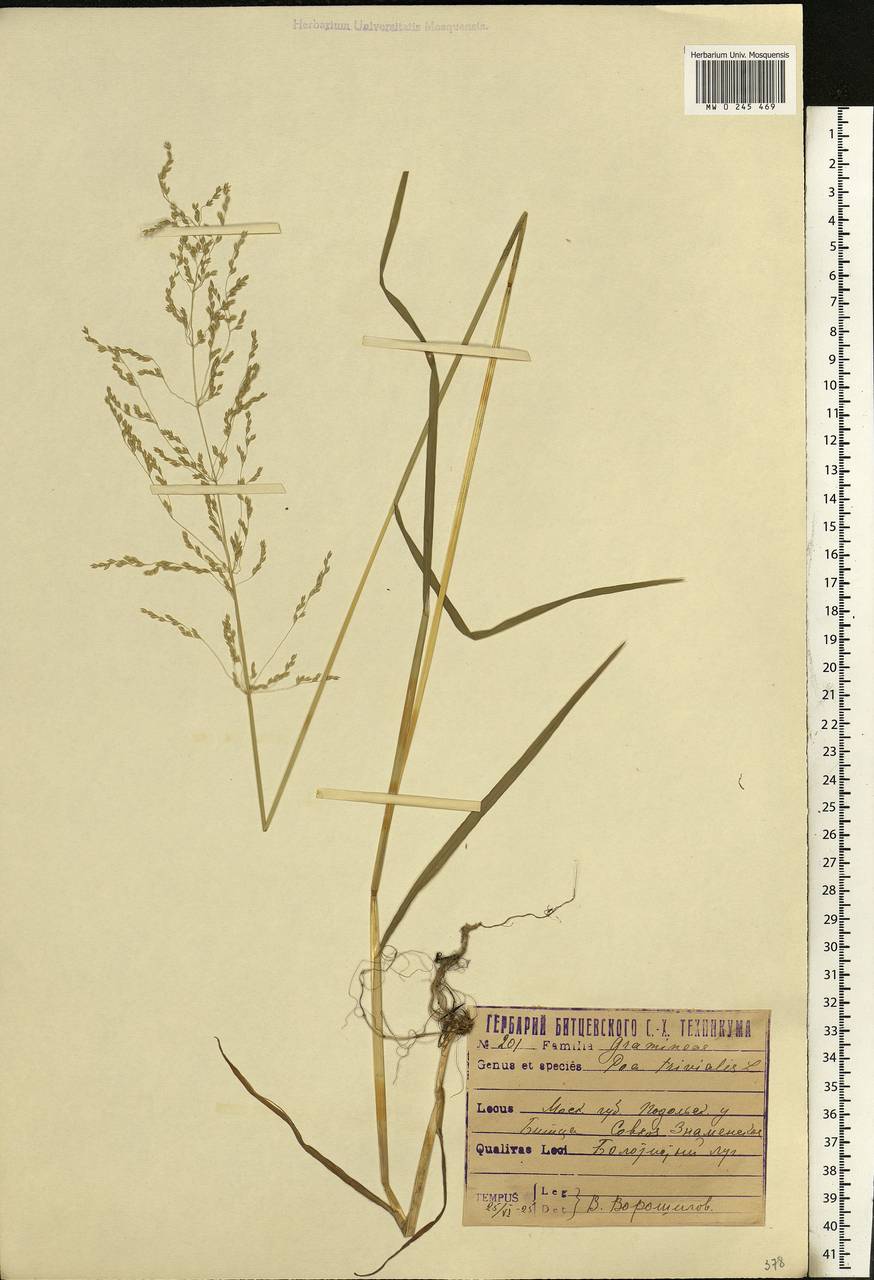 Poa trivialis L., Eastern Europe, Moscow region (E4a) (Russia)