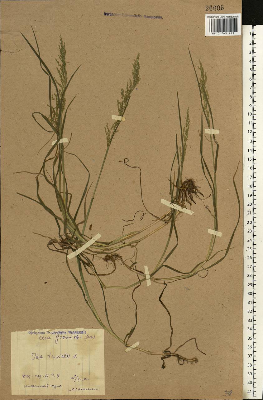 Poa trivialis L., Eastern Europe, Moscow region (E4a) (Russia)