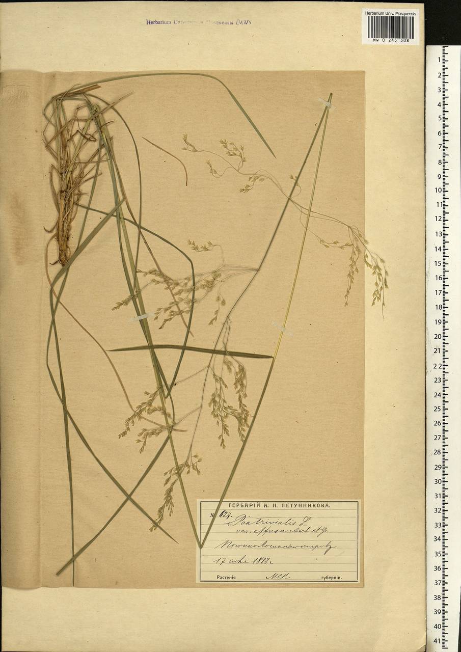 Poa trivialis L., Eastern Europe, Moscow region (E4a) (Russia)