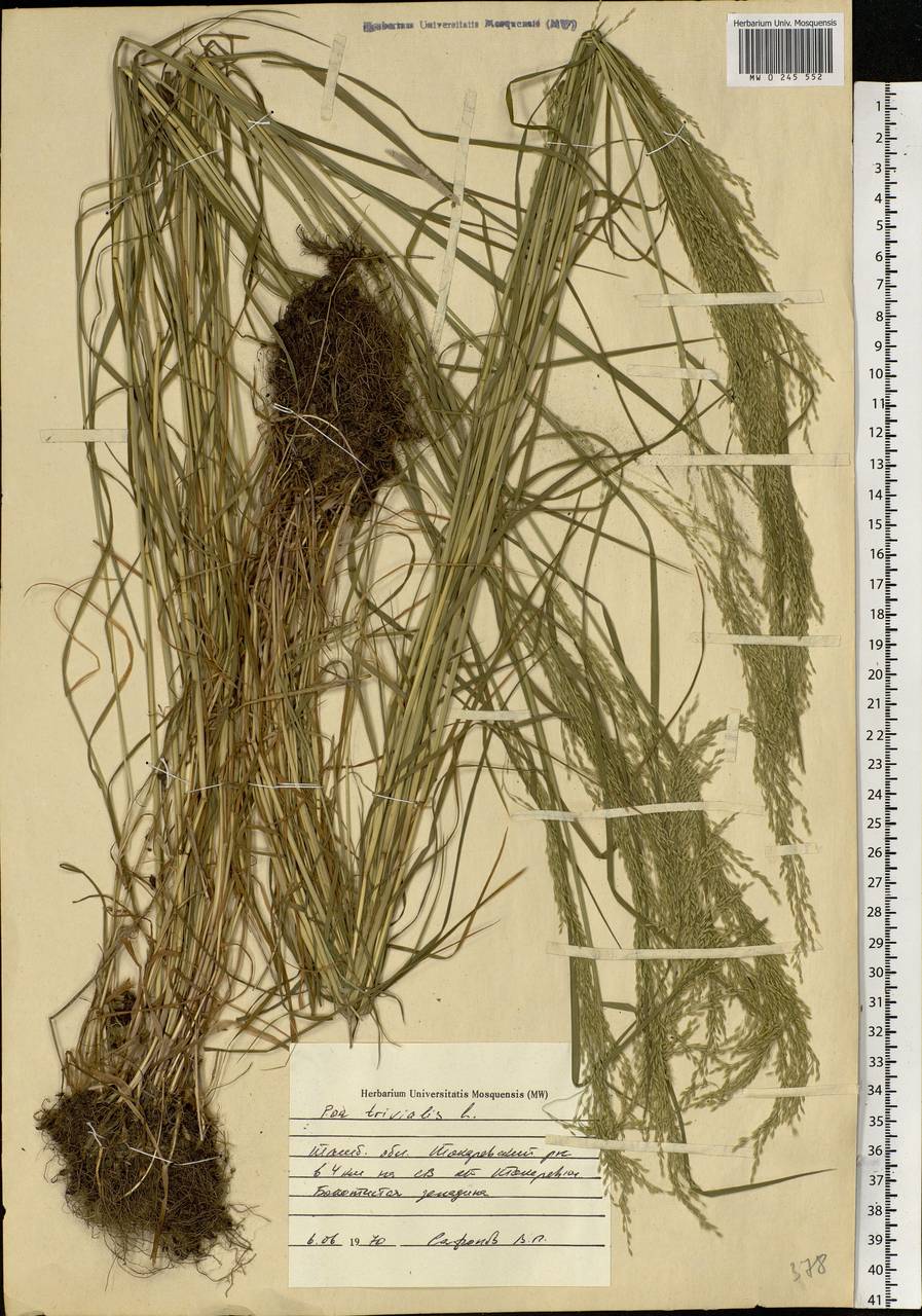 Poa trivialis L., Eastern Europe, Central forest-and-steppe region (E6) (Russia)