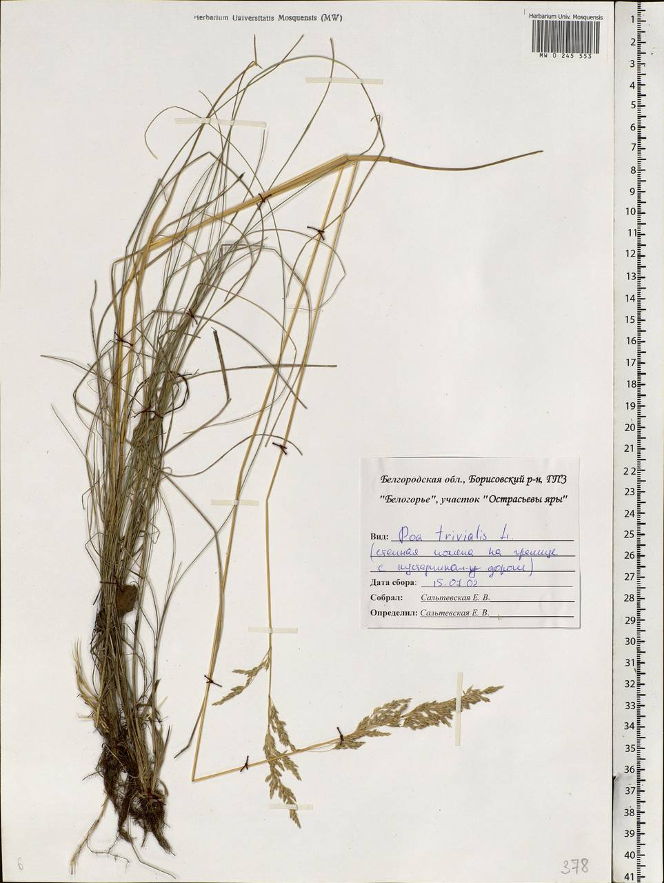 Poa trivialis L., Eastern Europe, Central forest-and-steppe region (E6) (Russia)