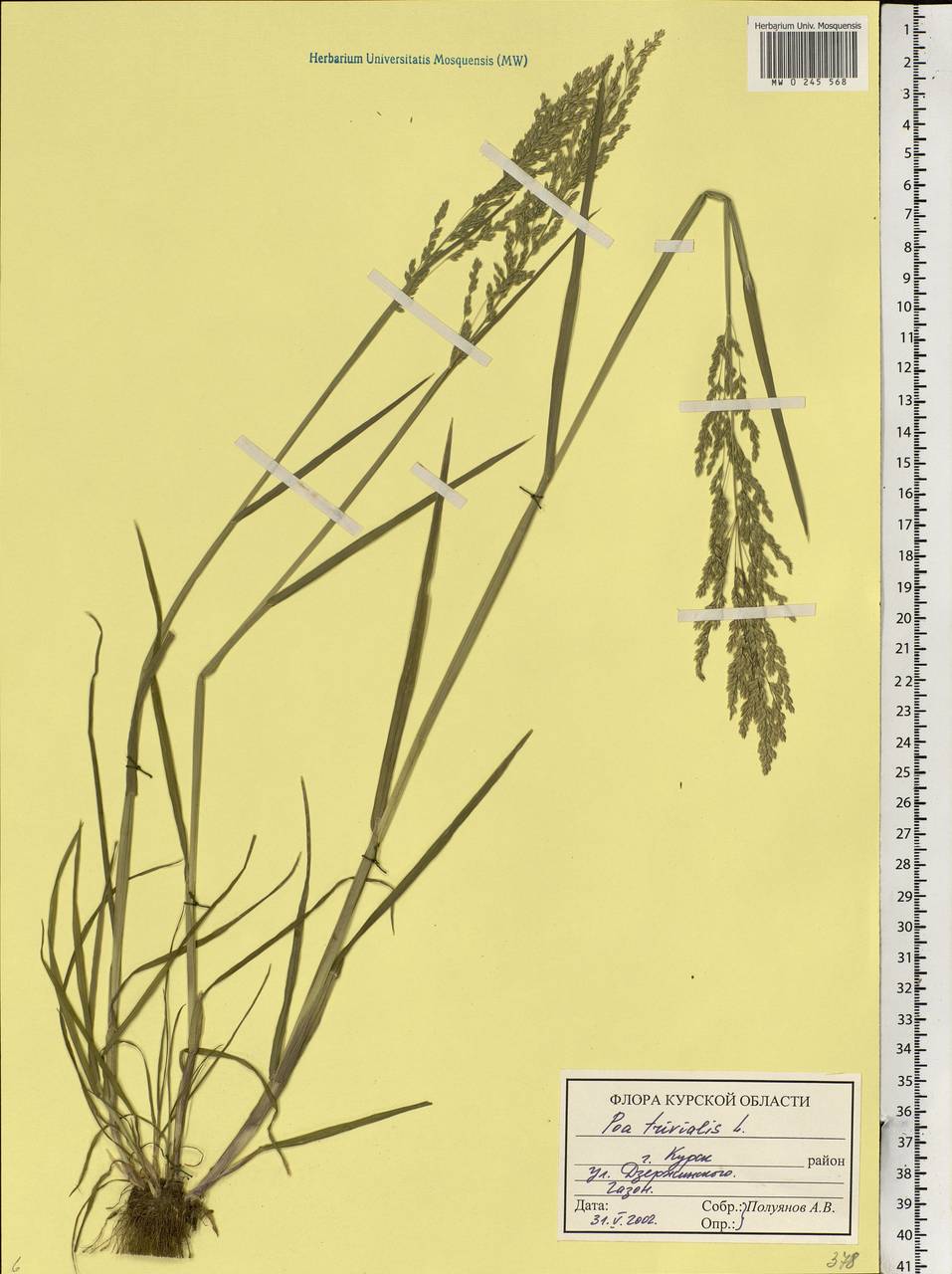 Poa trivialis L., Eastern Europe, Central forest-and-steppe region (E6) (Russia)