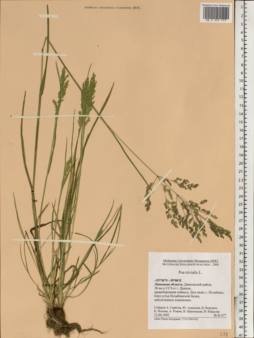 Poa trivialis L., Eastern Europe, Central forest-and-steppe region (E6) (Russia)