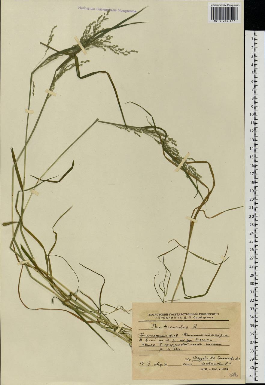 Poa trivialis L., Eastern Europe, Eastern region (E10) (Russia)