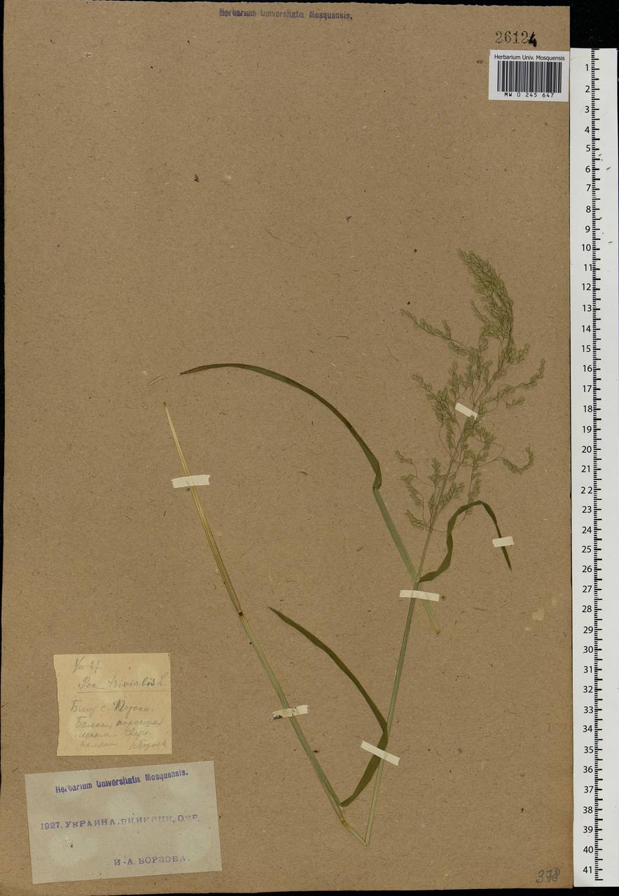 Poa trivialis L., Eastern Europe, South Ukrainian region (E12) (Ukraine)