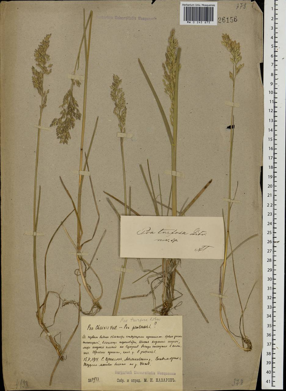 Poa pratensis L., Eastern Europe, Central region (E4) (Russia)