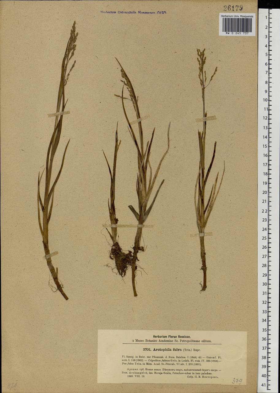 Dupontia fulva (Trin.) Röser & Tkach, Eastern Europe, Northern region (E1) (Russia)