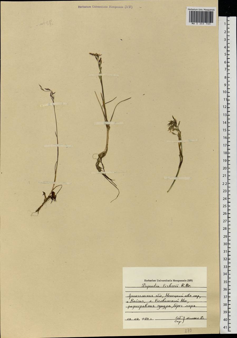 Dupontia fisheri R.Br., Eastern Europe, Northern region (E1) (Russia)