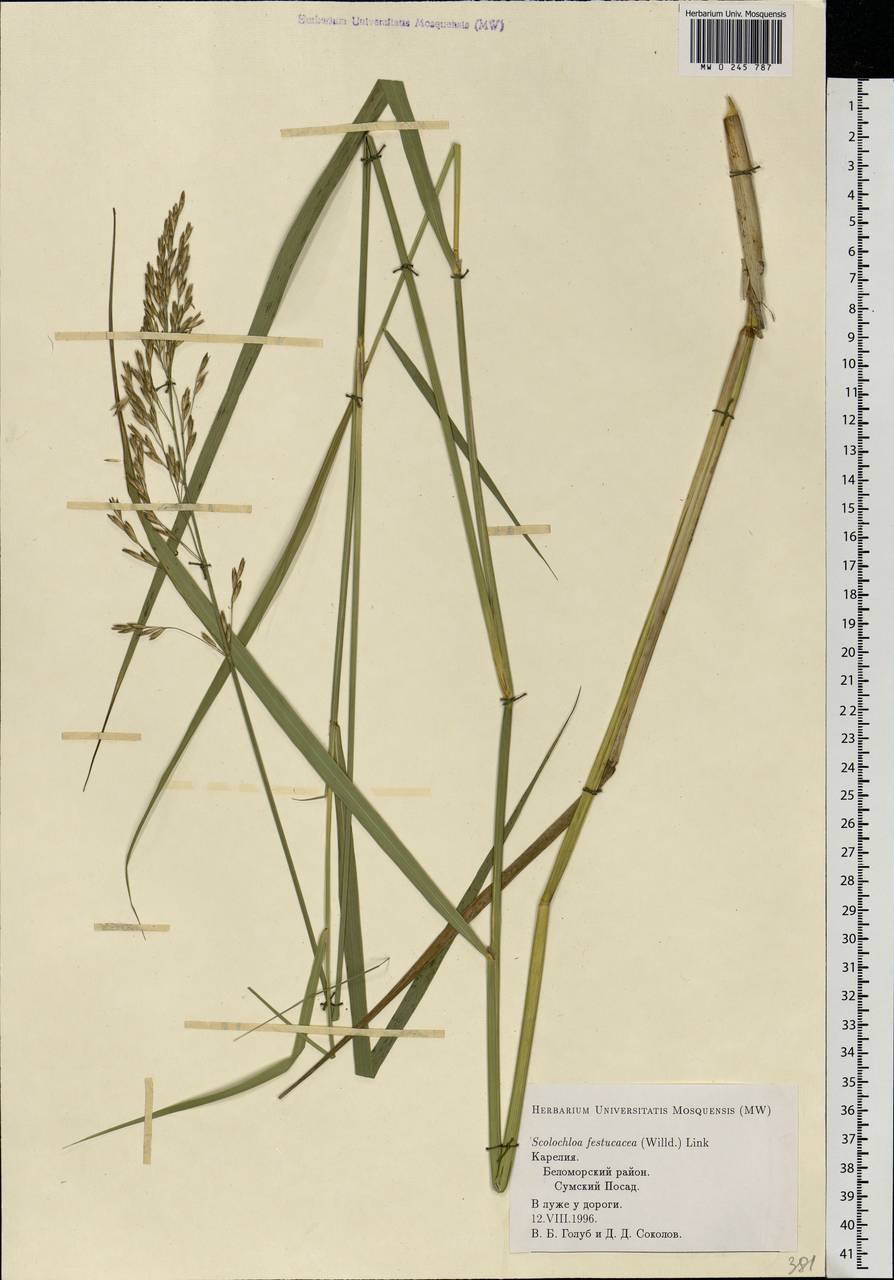 Scolochloa festucacea (Willd.) Link, Eastern Europe, Northern region (E1) (Russia)
