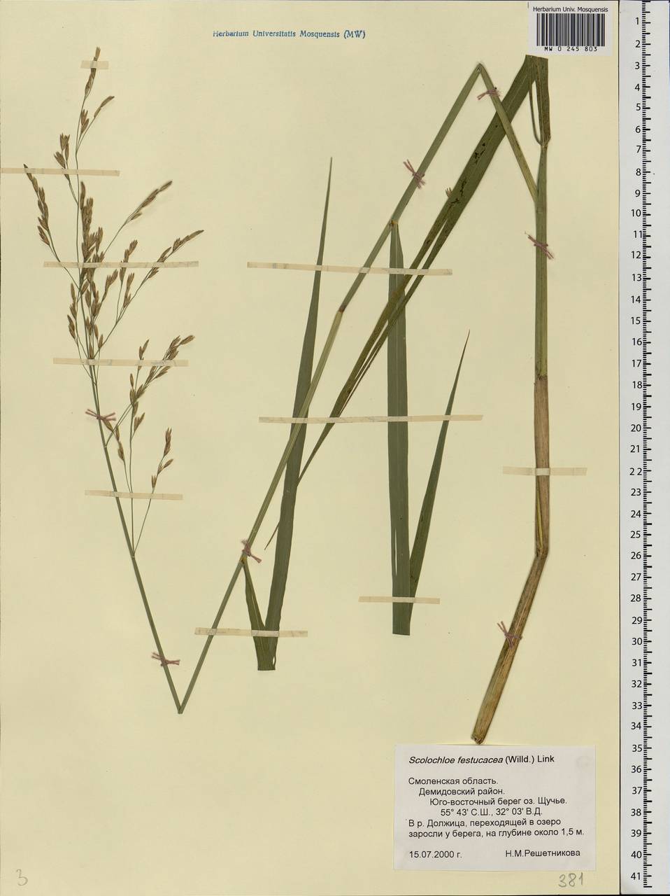 Scolochloa festucacea (Willd.) Link, Eastern Europe, Western region (E3) (Russia)
