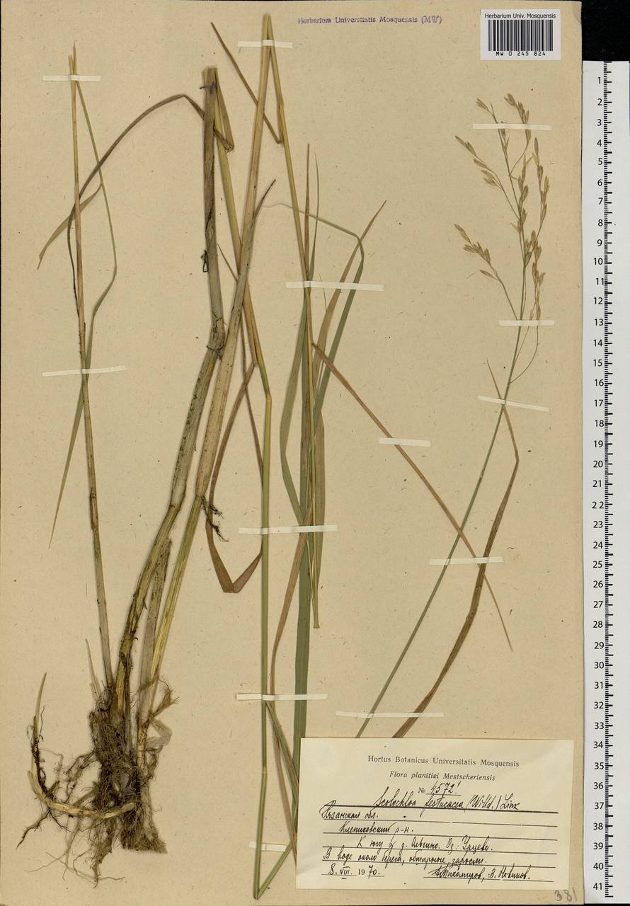 Scolochloa festucacea (Willd.) Link, Eastern Europe, Central region (E4) (Russia)