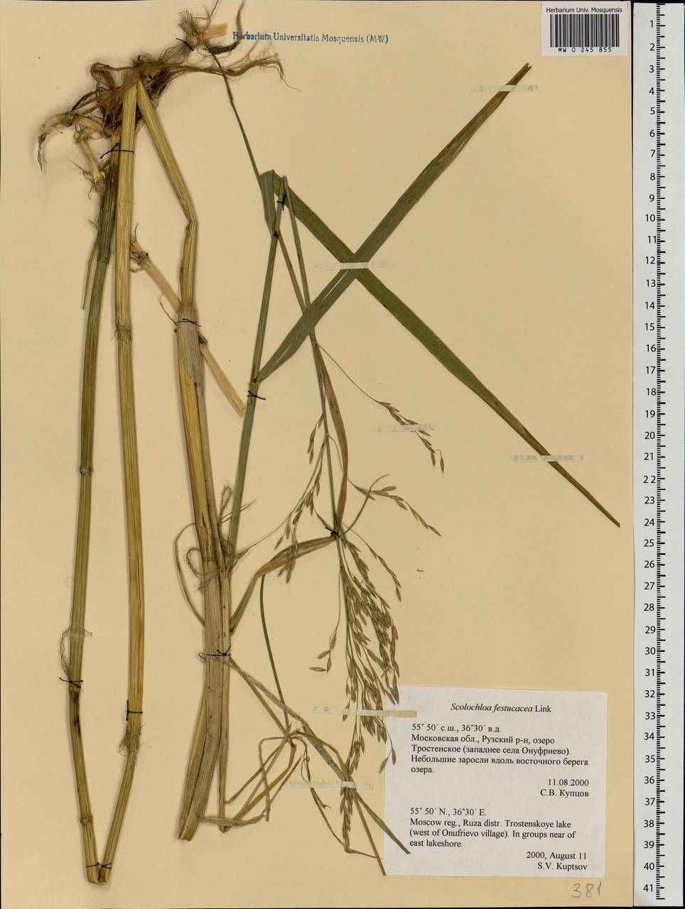 Scolochloa festucacea (Willd.) Link, Eastern Europe, Moscow region (E4a) (Russia)