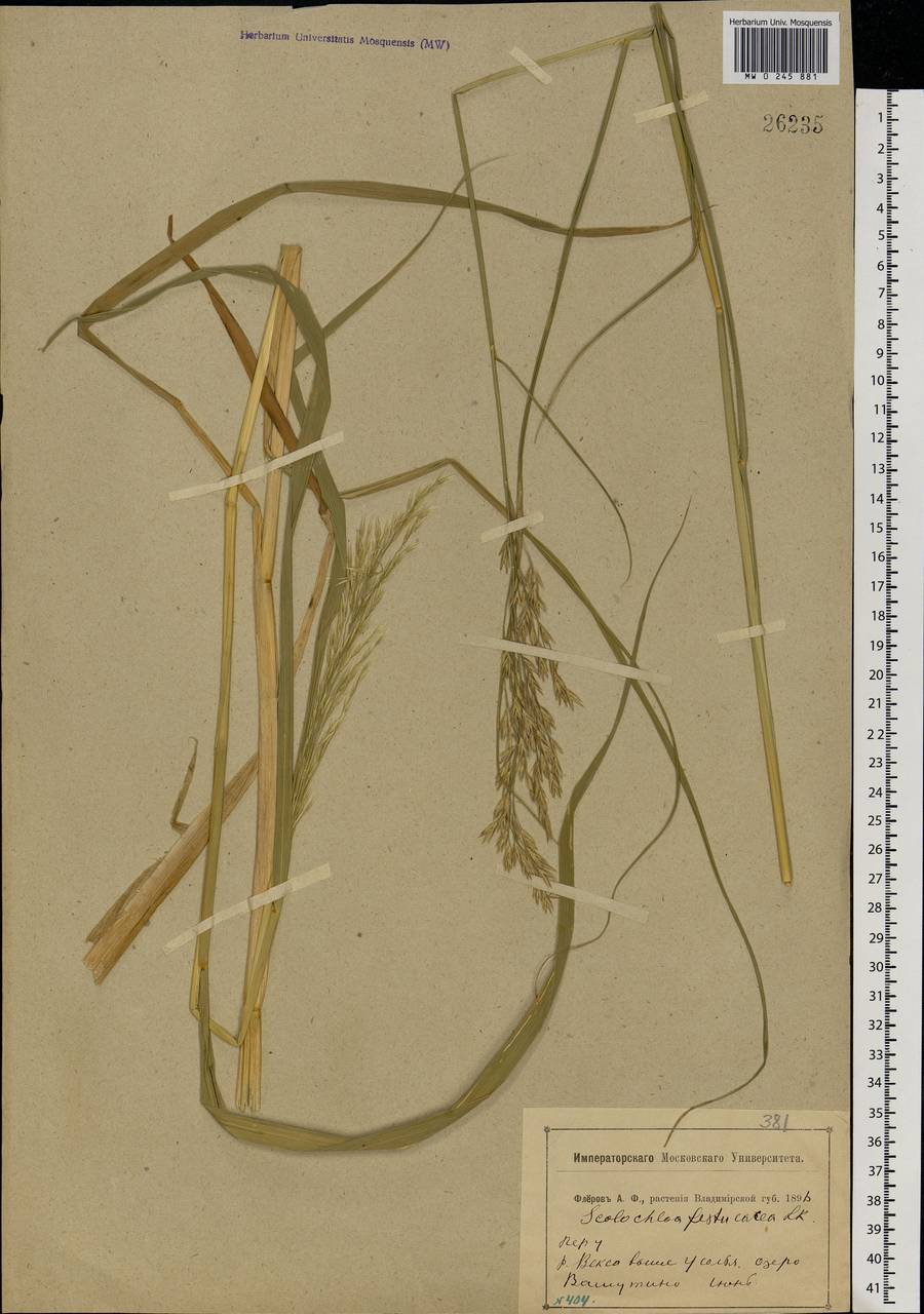 Scolochloa festucacea (Willd.) Link, Eastern Europe, Central forest region (E5) (Russia)