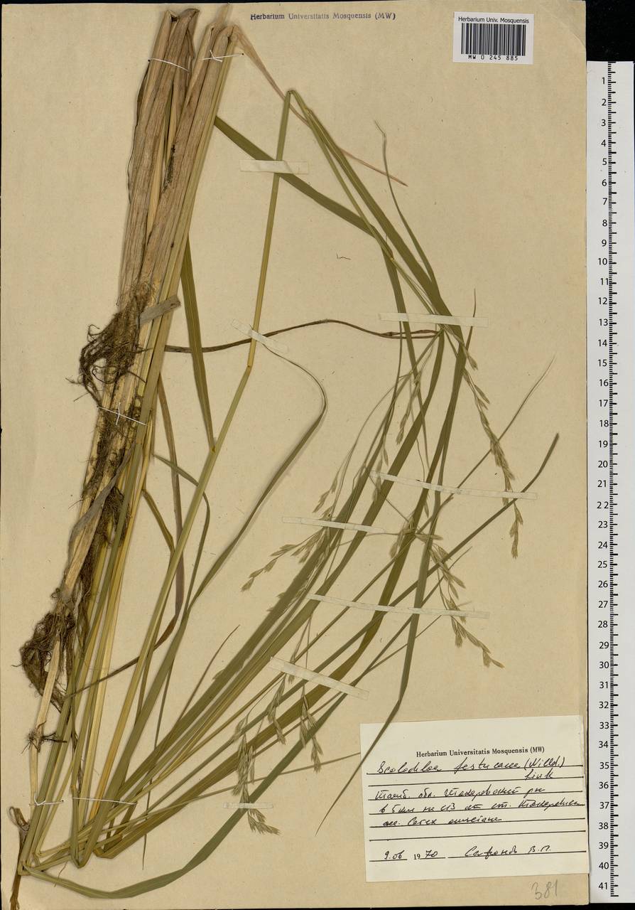 Scolochloa festucacea (Willd.) Link, Eastern Europe, Central forest-and-steppe region (E6) (Russia)