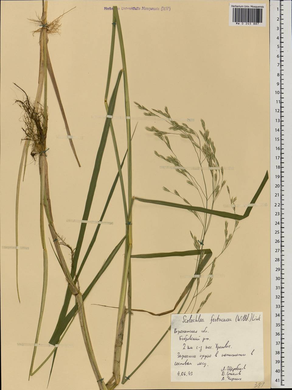 Scolochloa festucacea (Willd.) Link, Eastern Europe, Central forest-and-steppe region (E6) (Russia)