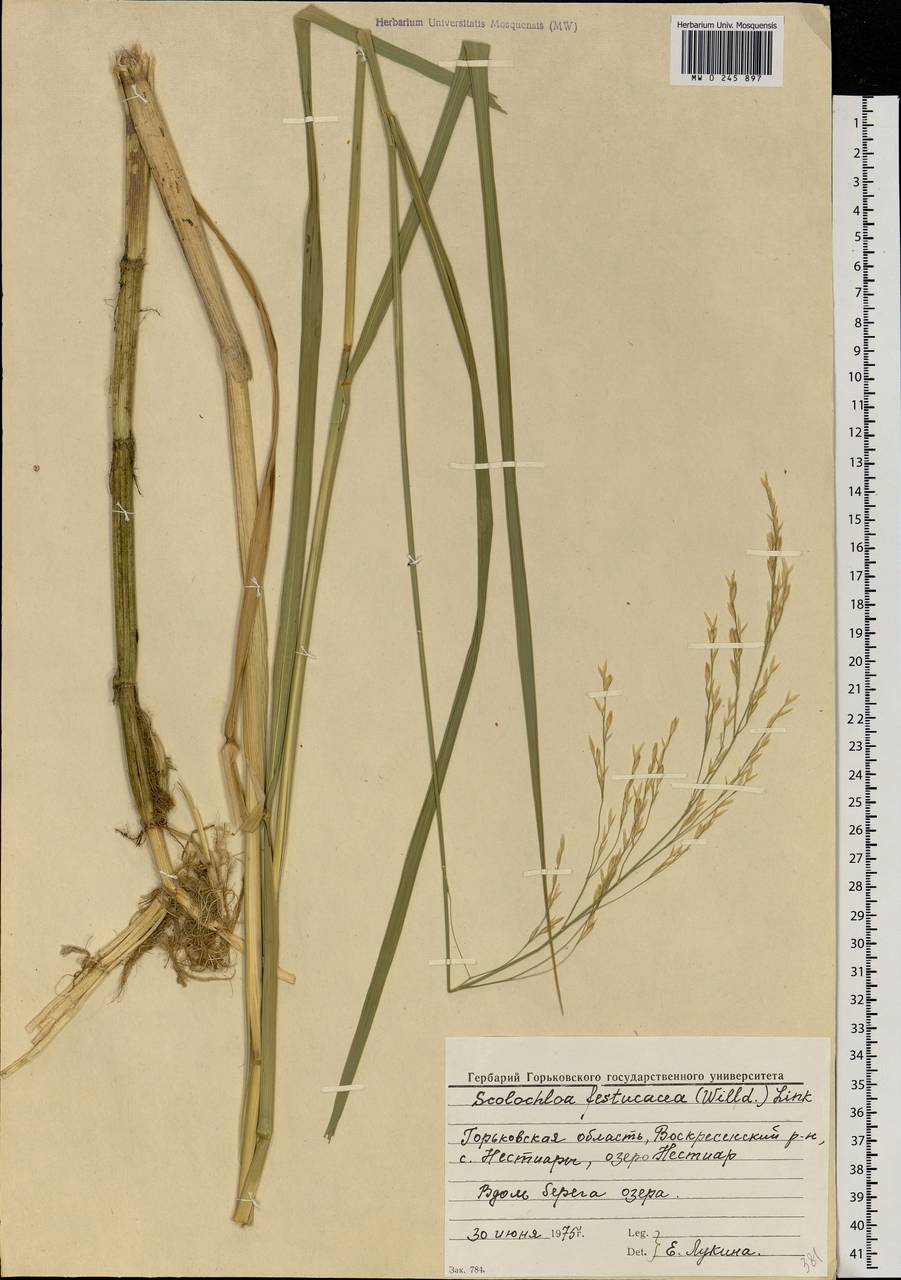 Scolochloa festucacea (Willd.) Link, Eastern Europe, Volga-Kama region (E7) (Russia)