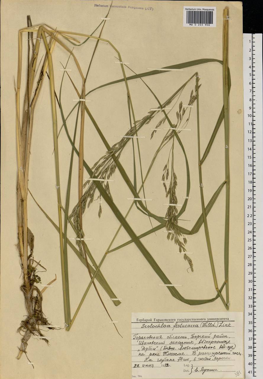 Scolochloa festucacea (Willd.) Link, Eastern Europe, Volga-Kama region (E7) (Russia)