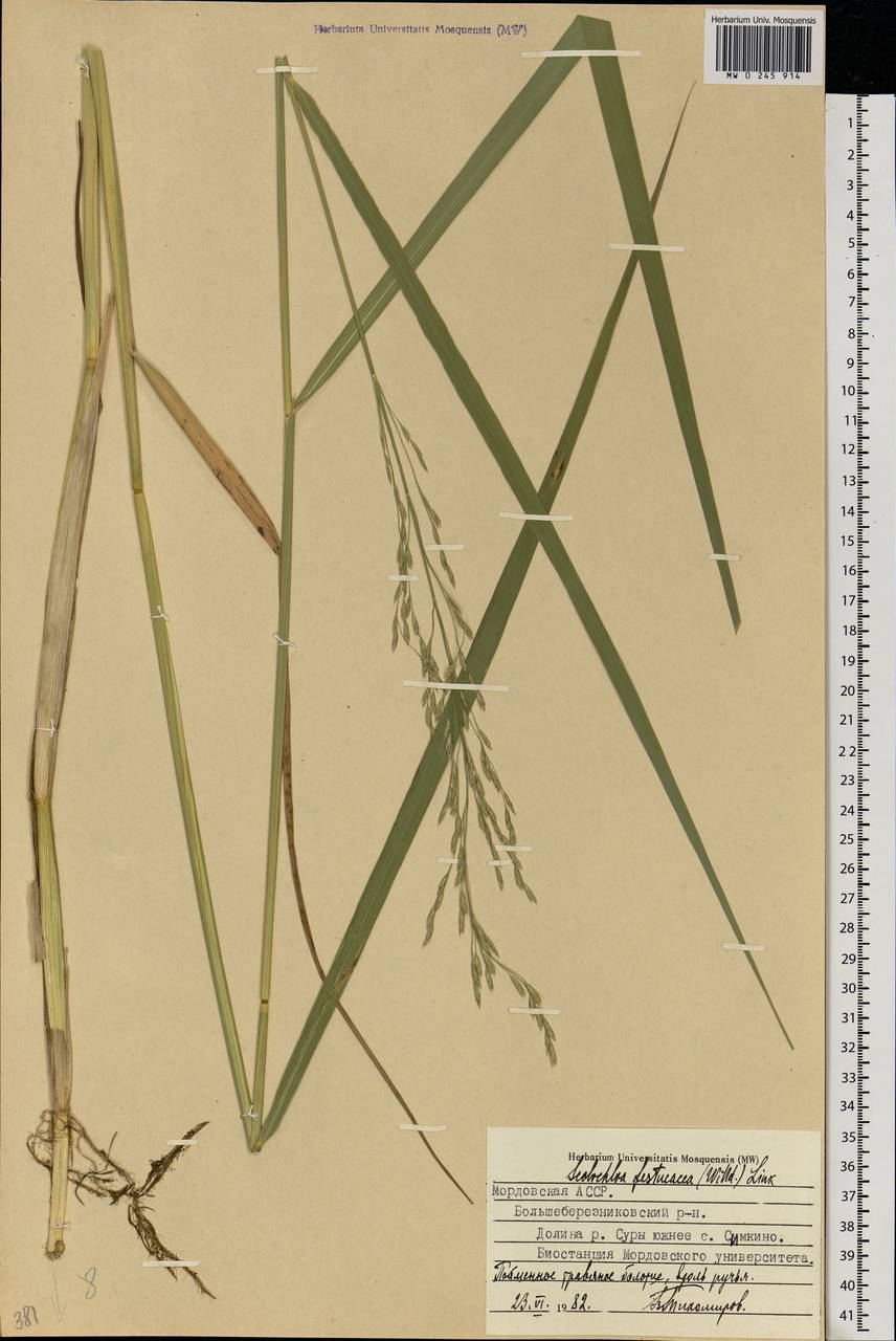 Scolochloa festucacea (Willd.) Link, Eastern Europe, Middle Volga region (E8) (Russia)